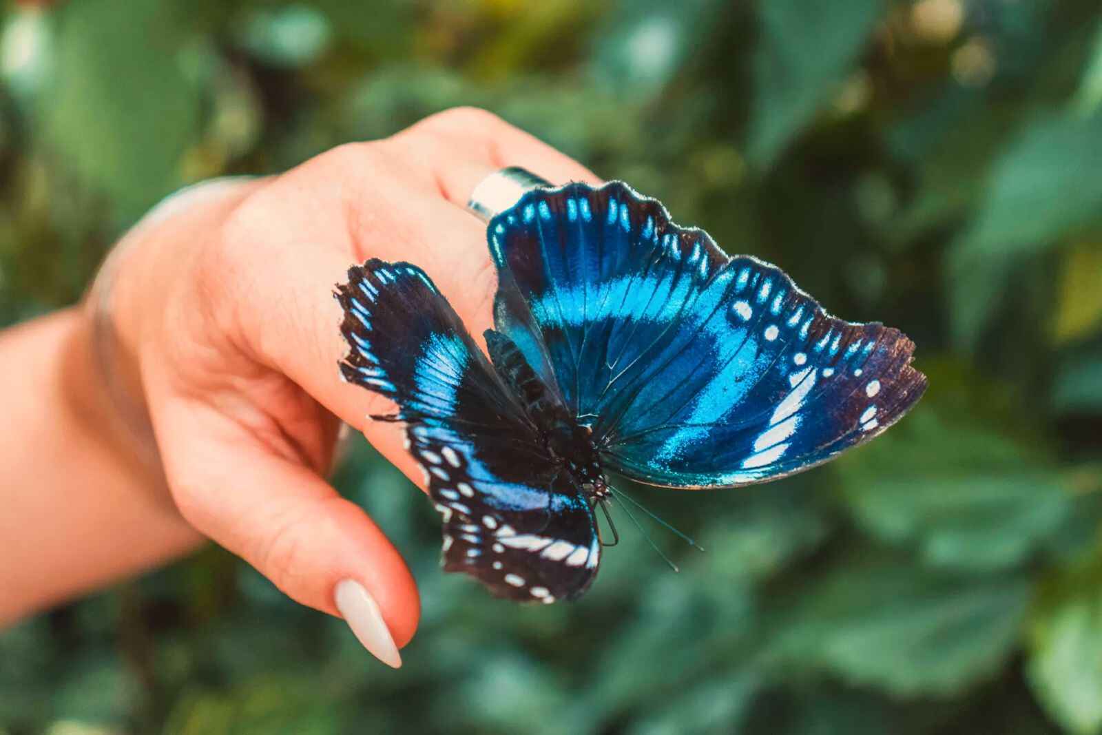 Dubai Butterfly Garden Tickets